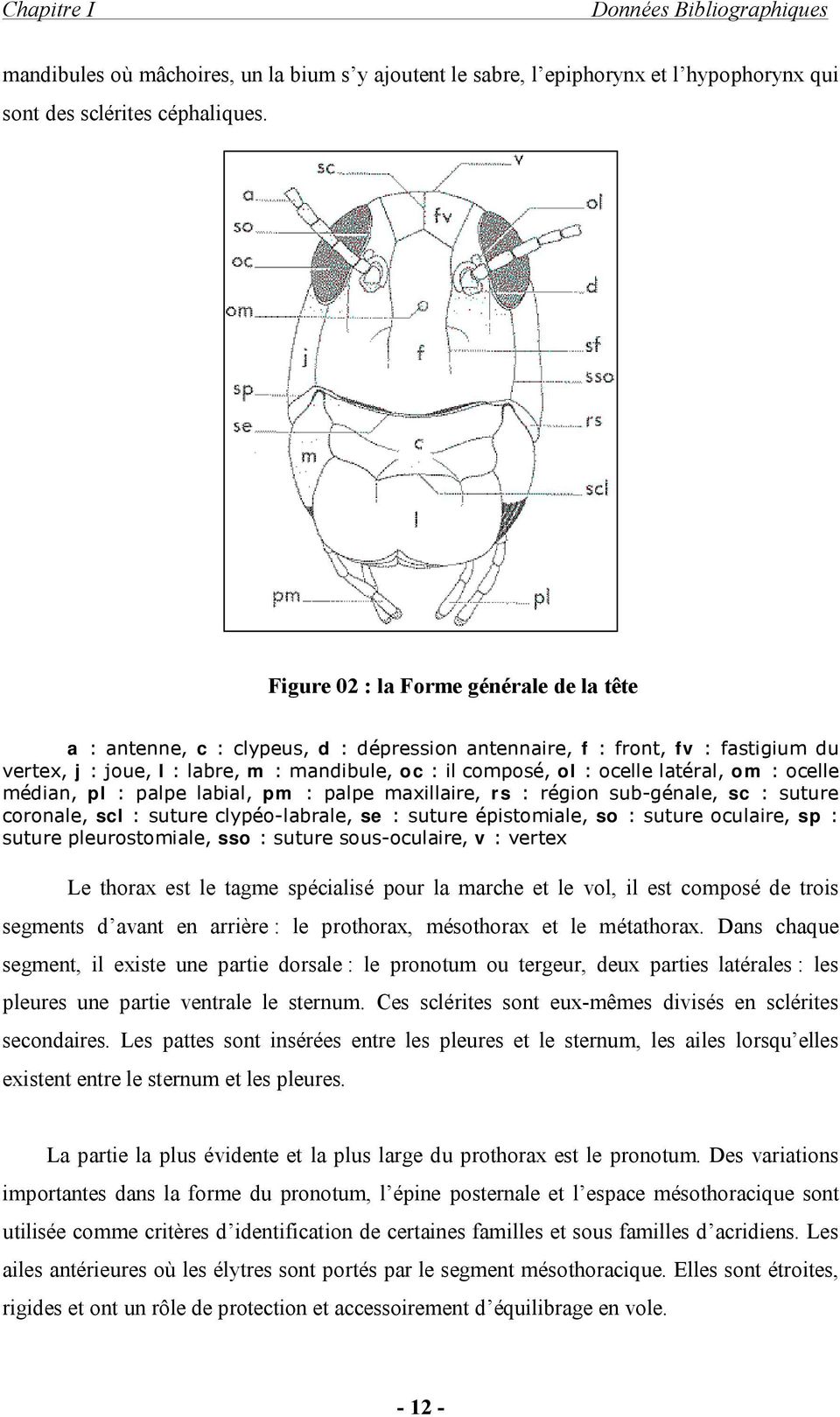 latéral, om : ocelle médian, pl : palpe labial, pm : palpe maxillaire, rs : région sub-génale, sc : suture coronale, scl : suture clypéo-labrale, se : suture épistomiale, so : suture oculaire, sp :