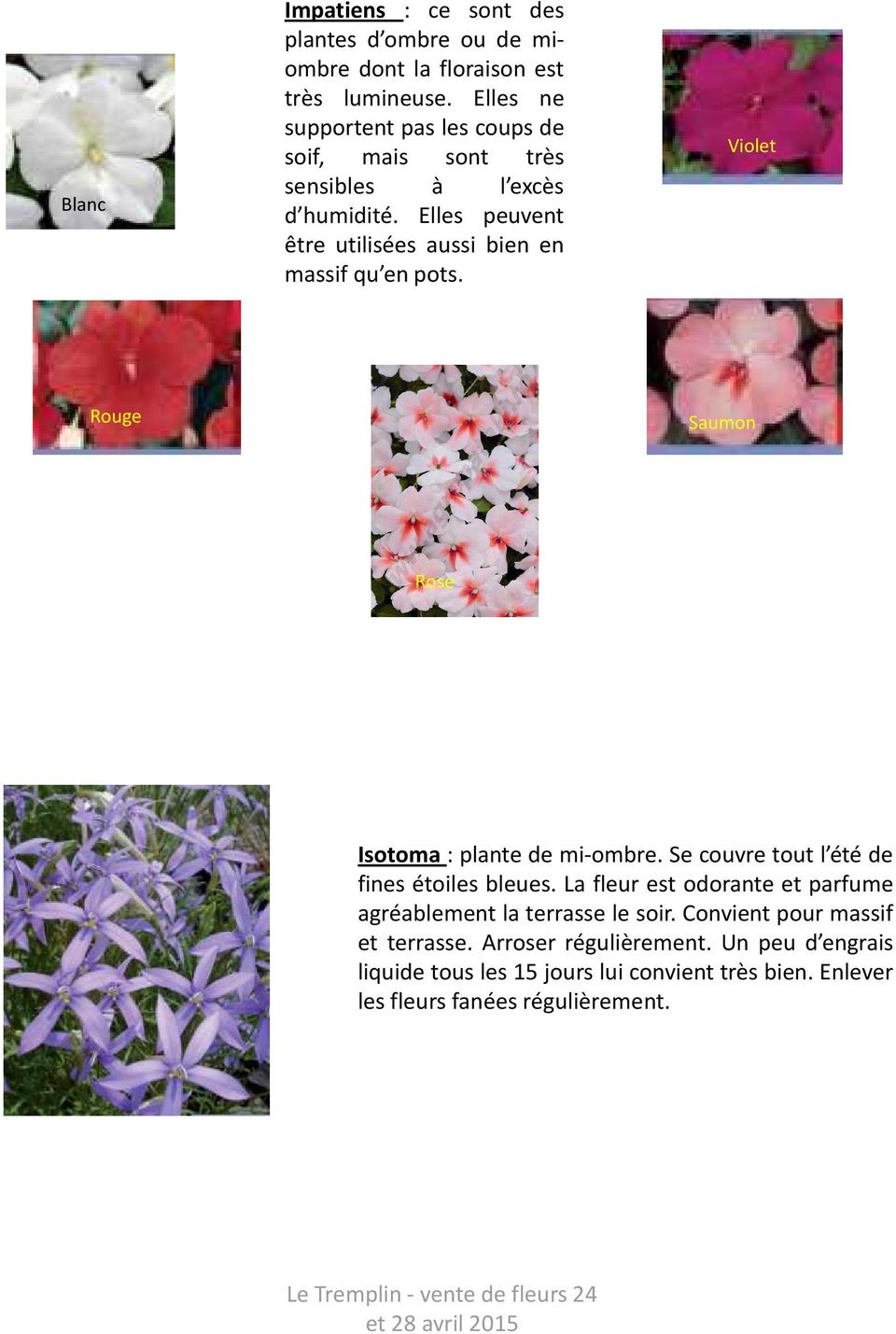 Elles peuvent être utilisées aussi bien en massif qu en pots. Violet Rouge Saumon Rose Isotoma:plantedemi-ombre.