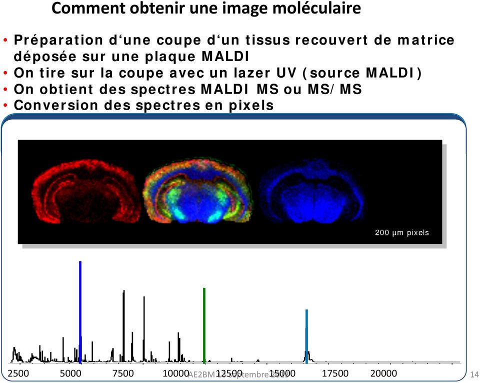 (source MALDI) On obtient des spectres MALDI MS ou MS/MS Conversion des spectres en