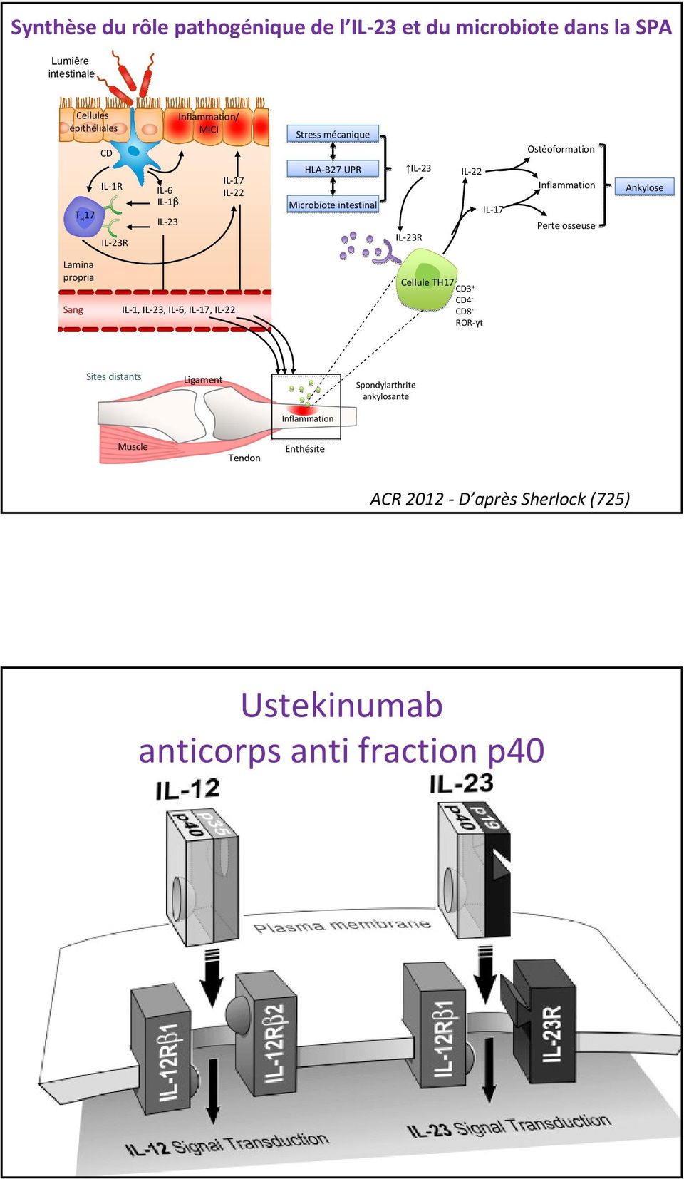 Inflammation Perte osseuse Ankylose Lamina propria Sang IL 1, IL 23, IL 6, IL 17, IL 22 Cellule TH17 CD3 + CD4 CD8 ROR γt Sites distants