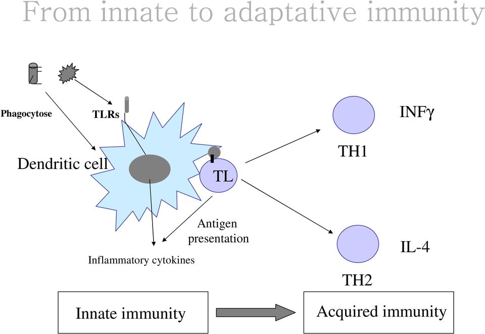 TH1 Inflammatory cytokines Antigen