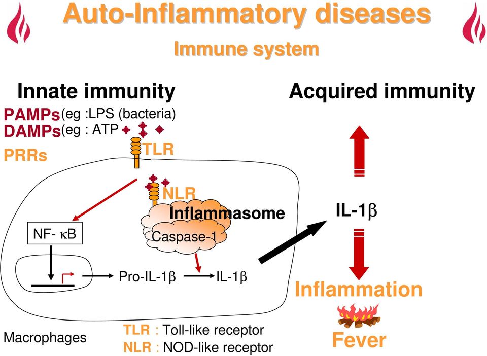 NF- κb NLR Inflammasome Caspase-1 IL-1β Pro-IL-1β IL-1β