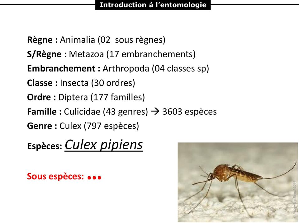 : Insecta (30 ordres) Ordre : Diptera (177 familles) Famille : Culicidae (43