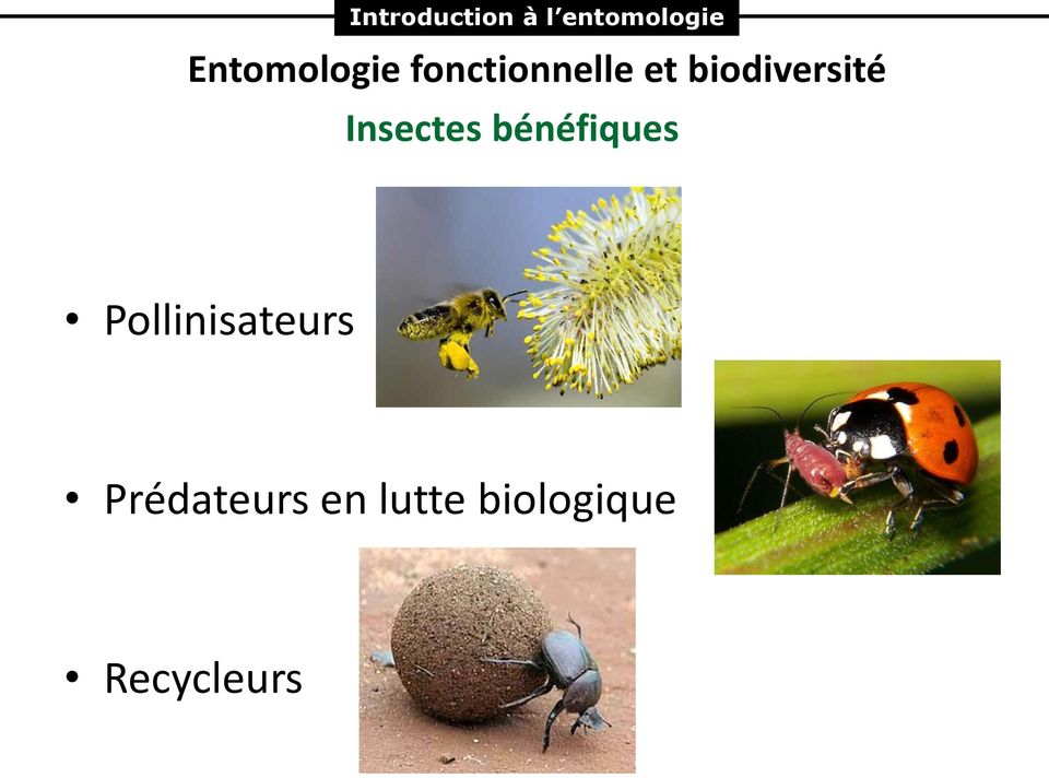 biodiversité Insectes bénéfiques