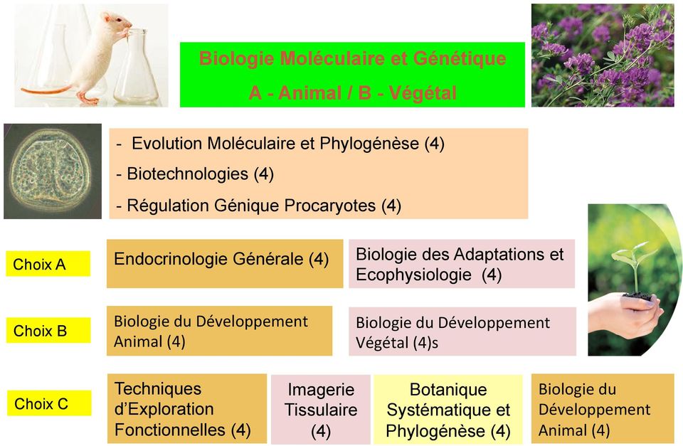 (4) Choix B Biologie du Développement Animal (4) Biologie du Développement Végétal (4)s Choix C Techniques d Exploration