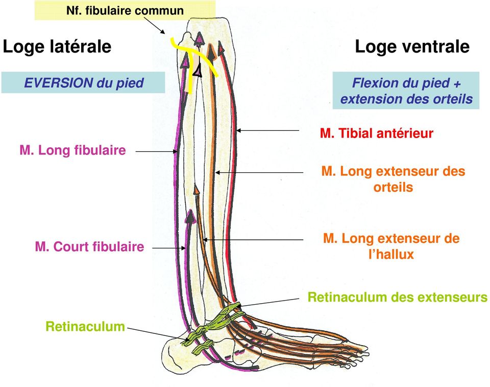 pied M. Long fibulaire Flexion du pied + extension des orteils M.