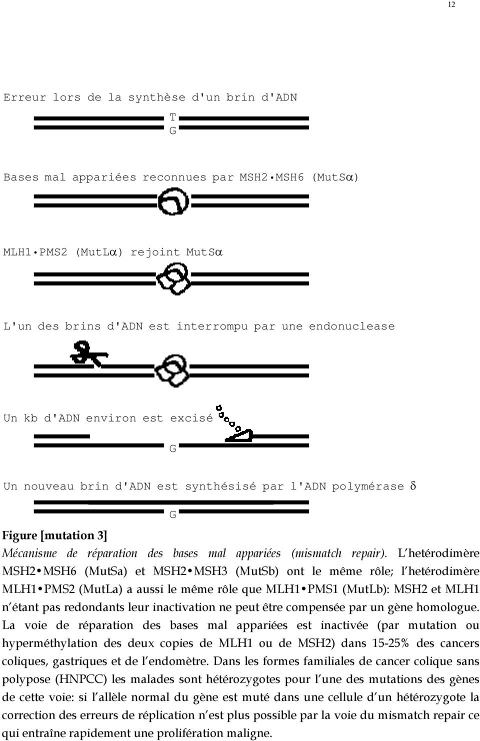 L hetérodimère MSH2 MSH6 (MutSa) et MSH2 MSH3 (MutSb) ont le même rôle; l hetérodimère MLH1 PMS2 (MutLa) a aussi le même rôle que MLH1 PMS1 (MutLb): MSH2 et MLH1 n étant pas redondants leur