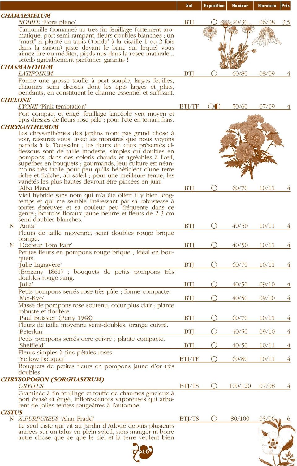 CHASMANTHIUM LATIFOLIUM BTJ 60/80 08/09 4 Forme une grosse touffe à port souple, larges feuilles, chaumes semi dressés dont les épis larges et plats, pendants, en constituent le charme essentiel et