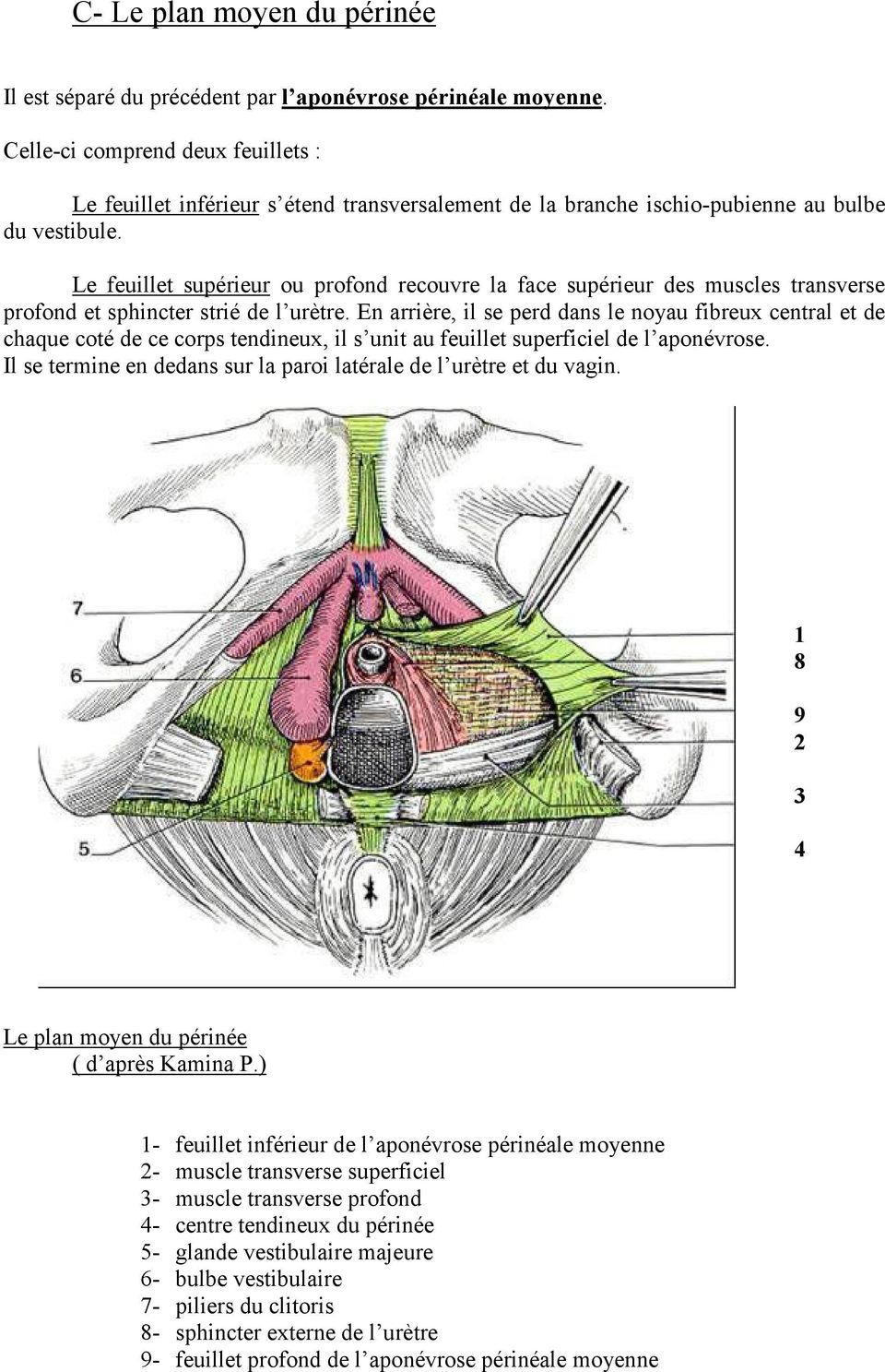 Le feuillet supérieur ou profond recouvre la face supérieur des muscles transverse profond et sphincter strié de l urètre.