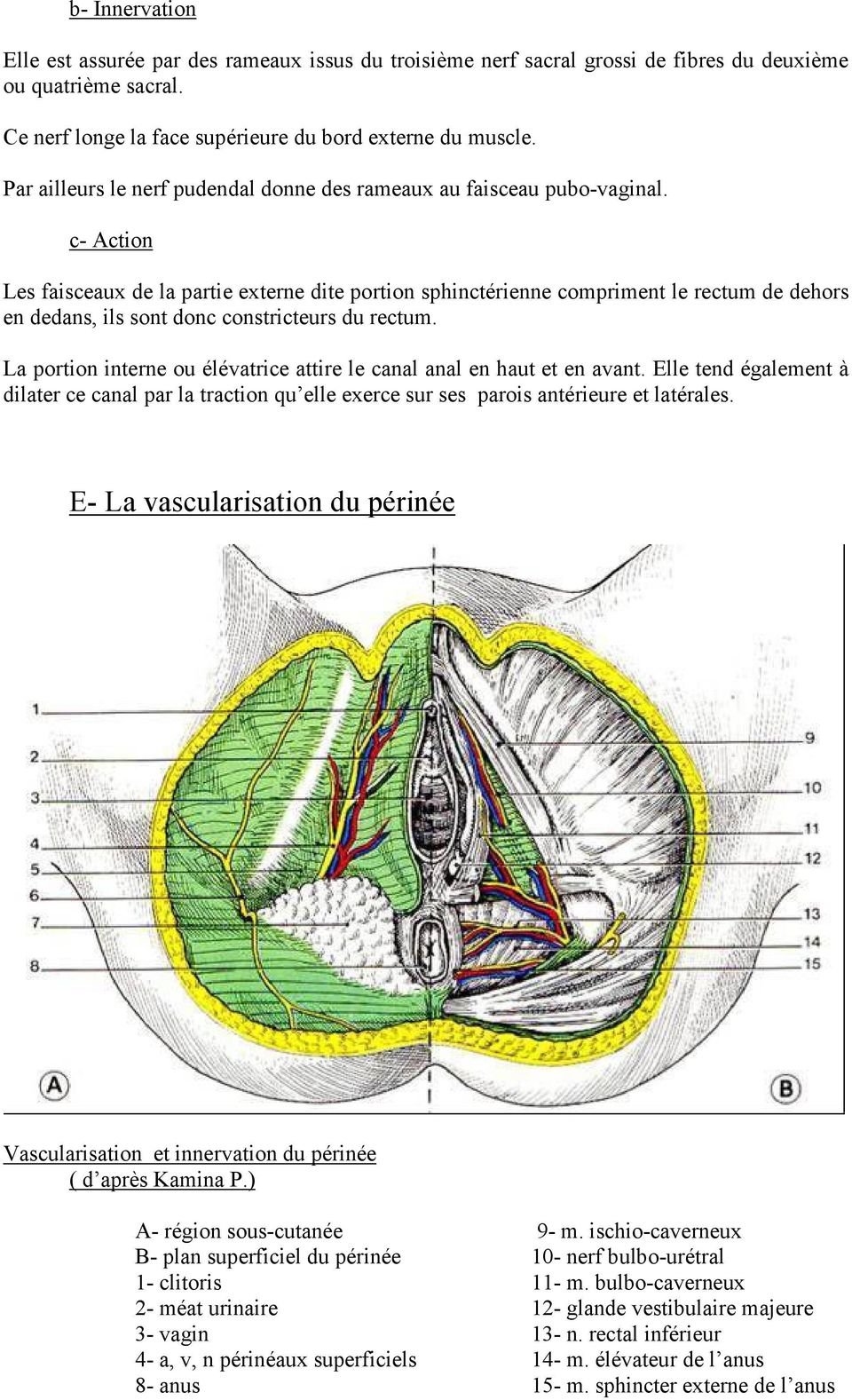 c- Action Les faisceaux de la partie externe dite portion sphinctérienne compriment le rectum de dehors en dedans, ils sont donc constricteurs du rectum.