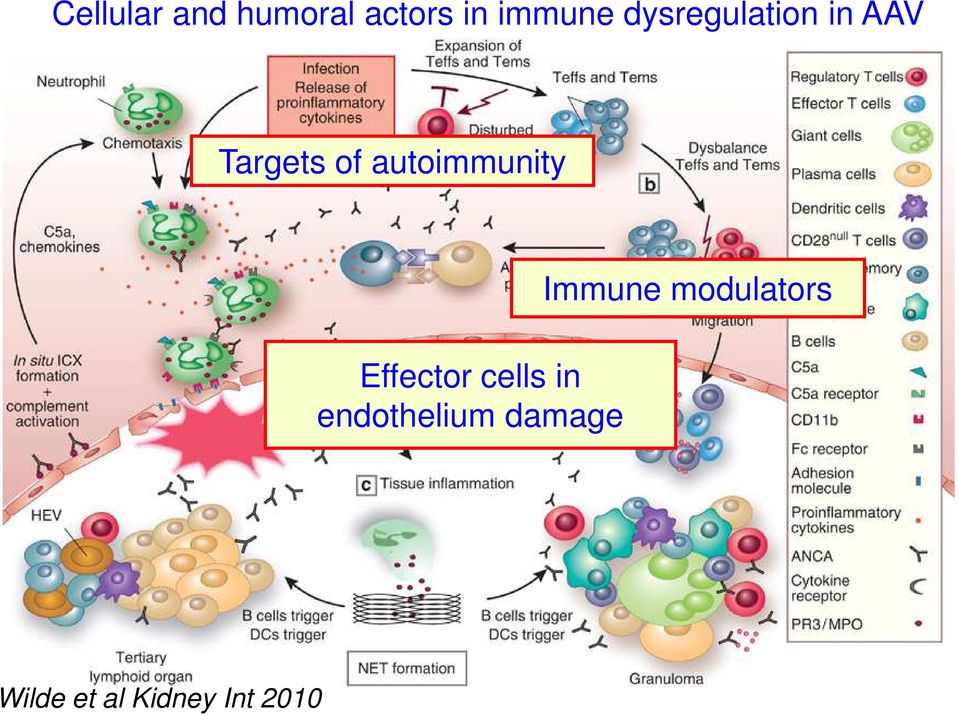 autoimmunity Effector cells in