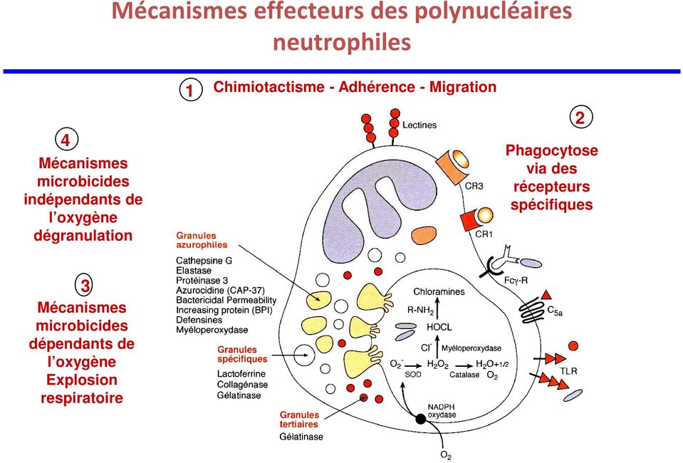 - Adhérence - Migration 2 Phagocytose via des récepteurs spécifiques