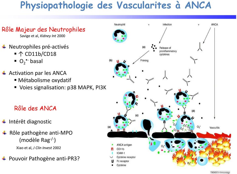 Métabolisme oxydatif Voies signalisation: p38 MAPK, PI3K Rôle des ANCA Intérêt diagnostic