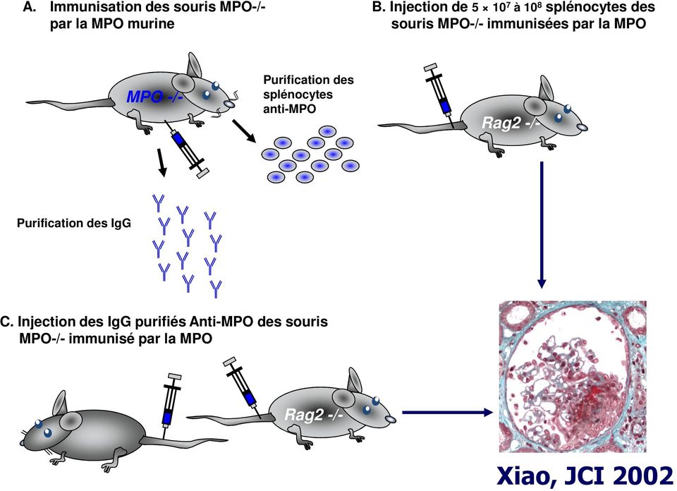 MPO -/- Purification des splénocytes anti-mpo Rag2 -/- Purification des IgG C.