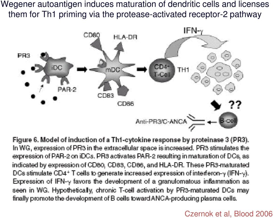 Th1 priming via the protease-activated
