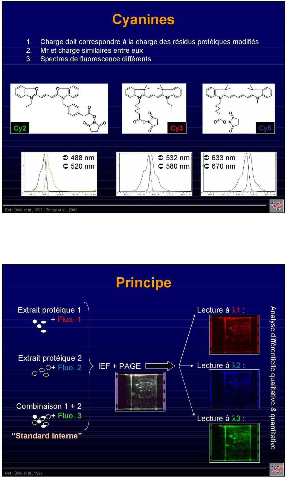 , 1997 ; Tonge et al., 2001 Principe Extrait protéique 1 + Fluo. 1 Extrait protéique 2 + Fluo. 2 Combinaison 1 + 2 + Fluo.