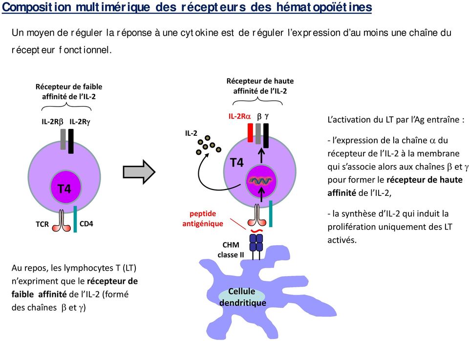 de l IL 2 lil2 à la membrane qui s associe alors aux chaînes et pour former le récepteur de haute affinité de l IL 2, TCR CD4 Au repos, les lymphocytes T (LT) n expriment que ele