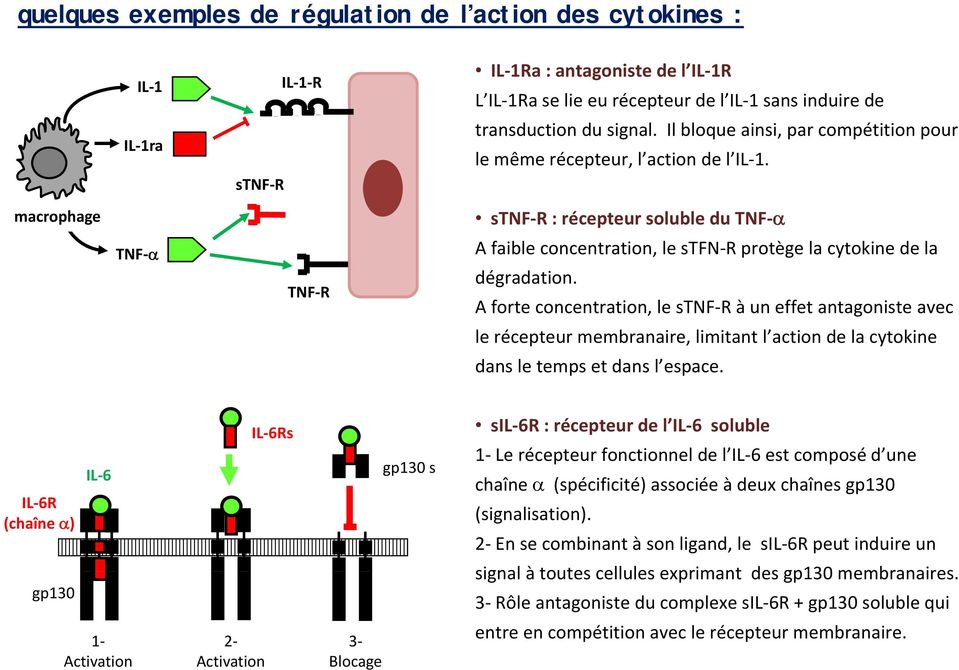 macrophage TNF TNF R stnf R : récepteur soluble du TNF A faible concentration, le stfn R protège la cytokine de la dégradation.
