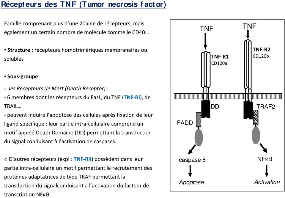 induire l apoptose des cellules après fixation de leur ligand spécifique : leur partie intra cellulaire comprend un FADD DD TRAF2 motif appelé Death Domaine (DD) permettant la transduction du signal