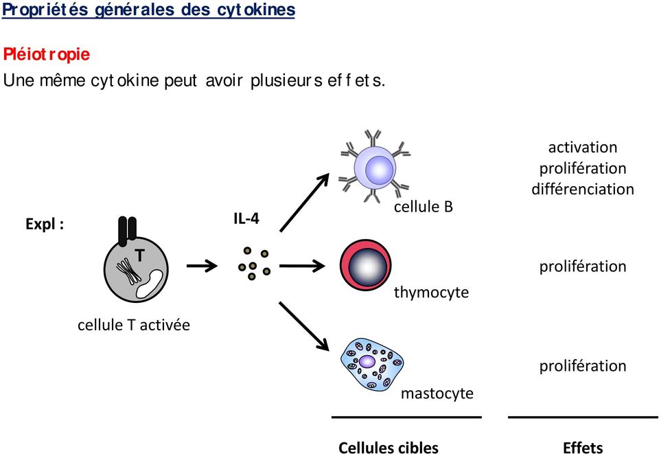 Expl : IL 4 cellule B activation prolifération différenciation