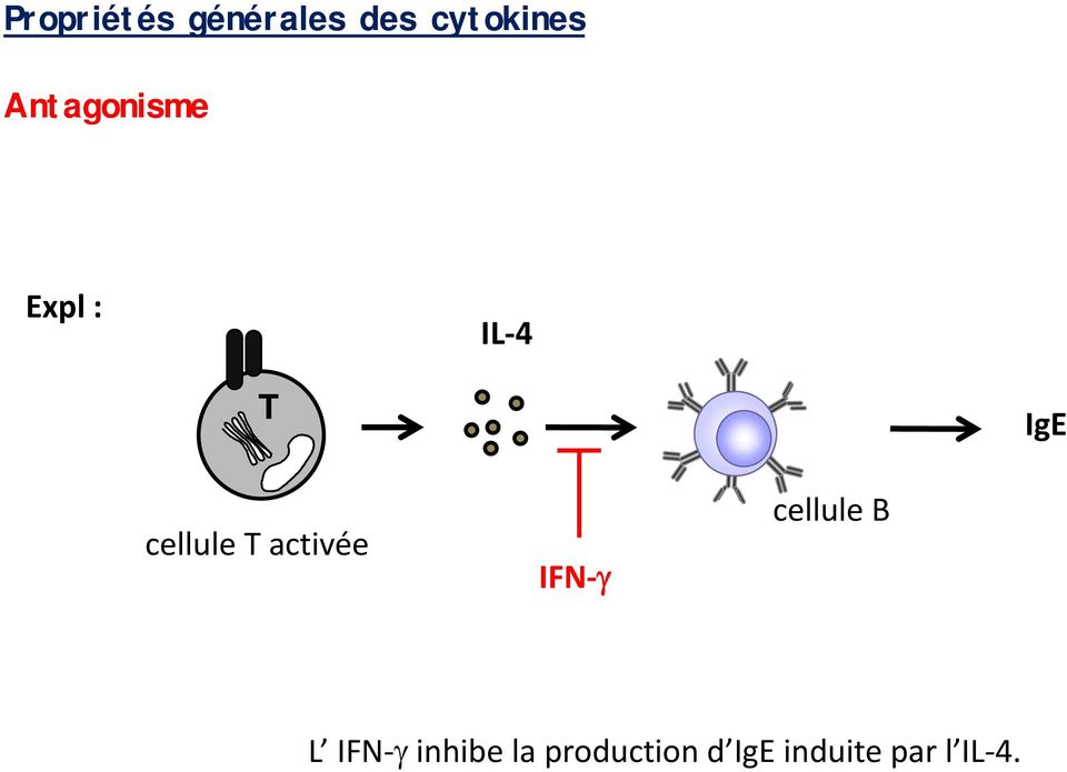 T activée IFN cellule B L IFN inhibe