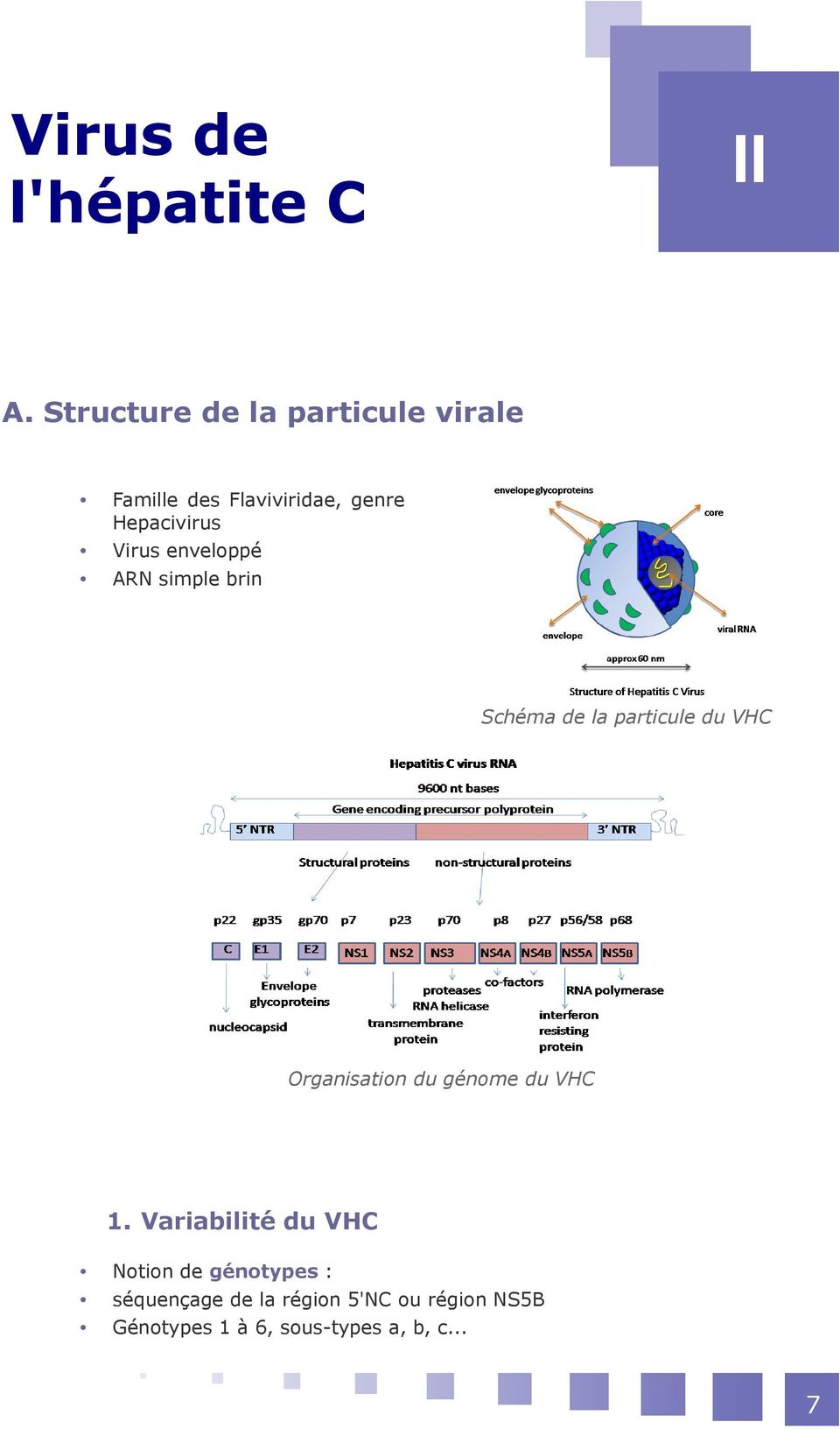 enveloppé ARN simple brin Schéma de la particule du VHC Organisation du génome du