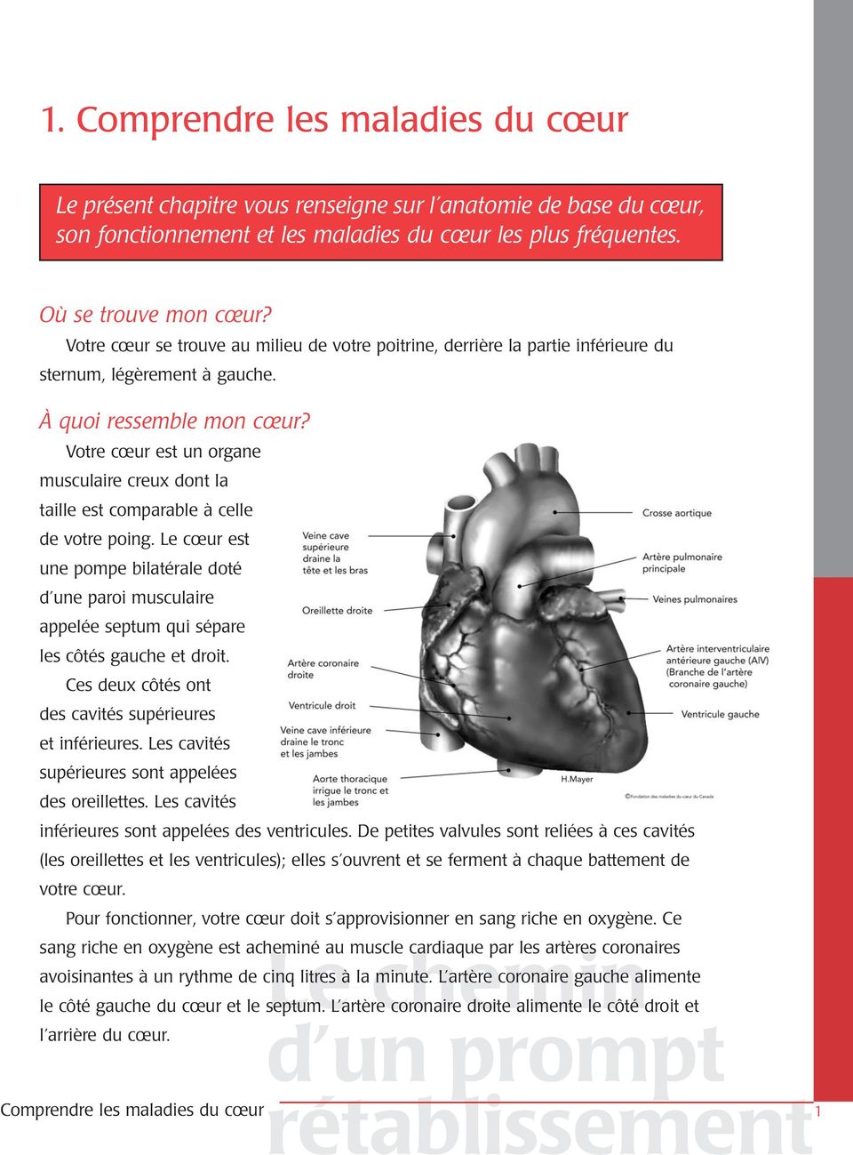 Votre cœur est un organe musculaire creux dont la taille est comparable à celle de votre poing.