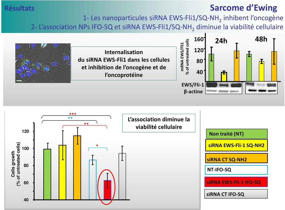 mra EWS/Fli1 % of untreated cells 160 120 80 40 EWS/Fli-1 β-actine 24h 48h 120 ** *** ** L association diminue la viabilité cellulaire