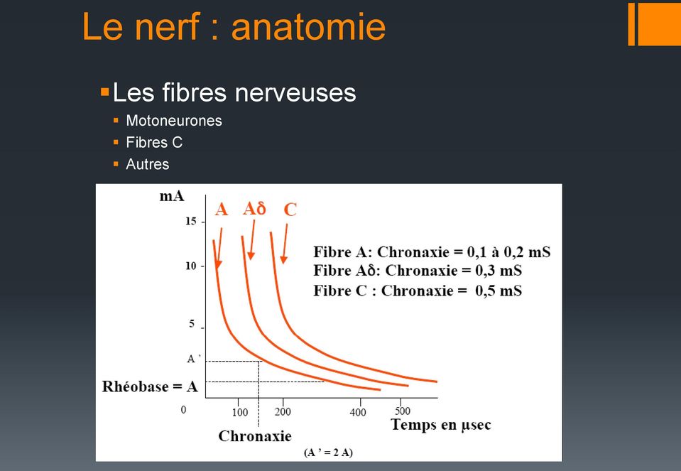 fibres nerveuses