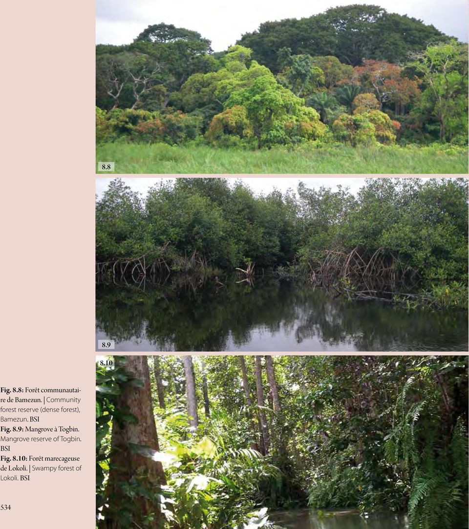 9: Mangrove à Togbin. Mangrove reserve of Togbin. BSI Fig. 8.