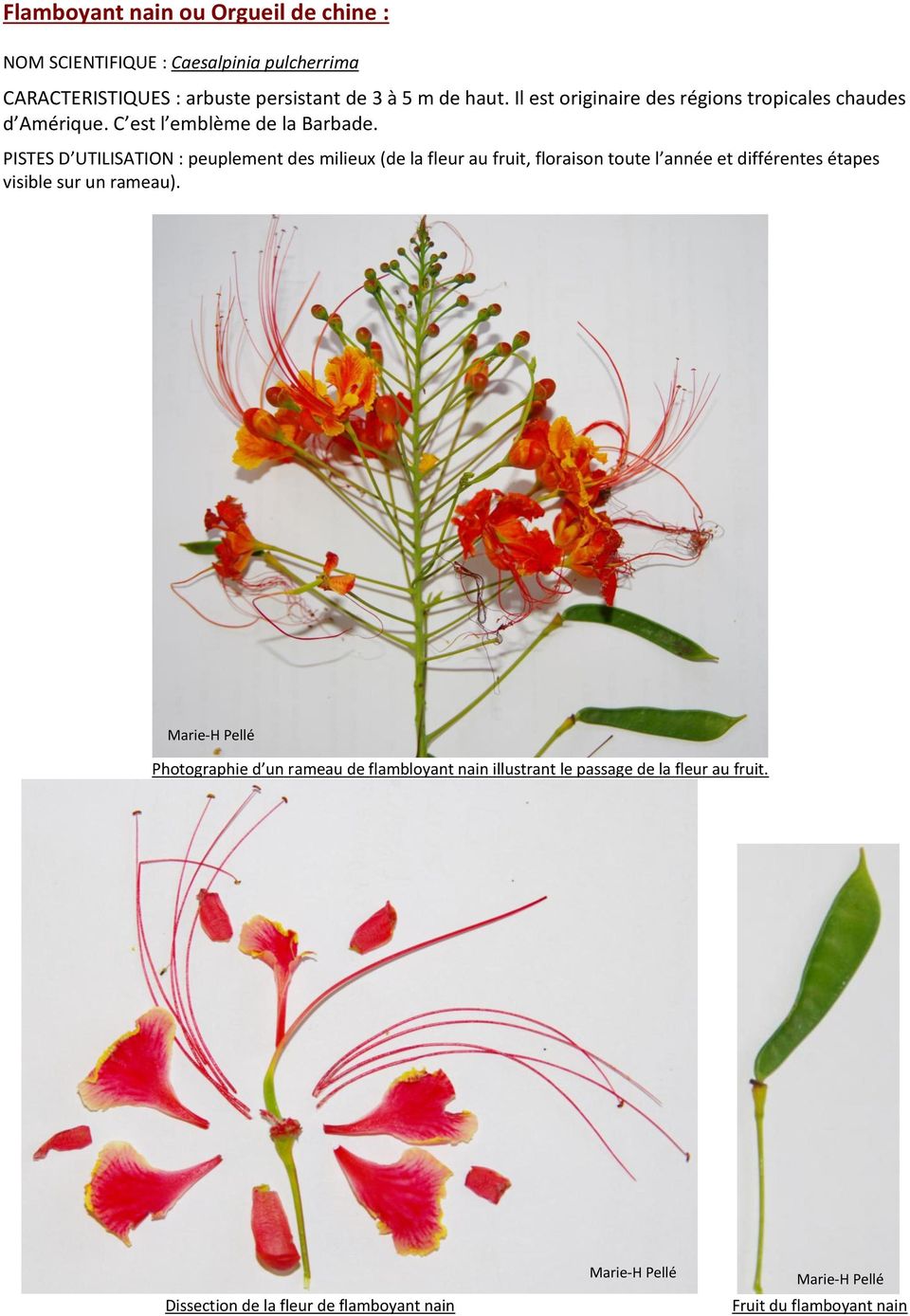 PISTES D UTILISATION : peuplement des milieux (de la fleur au fruit, floraison toute l année et différentes étapes visible sur un rameau).