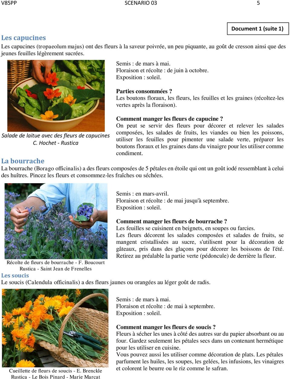 Les boutons floraux, les fleurs, les feuilles et les graines (récoltez-les vertes après la floraison). Comment manger les fleurs de capucine?