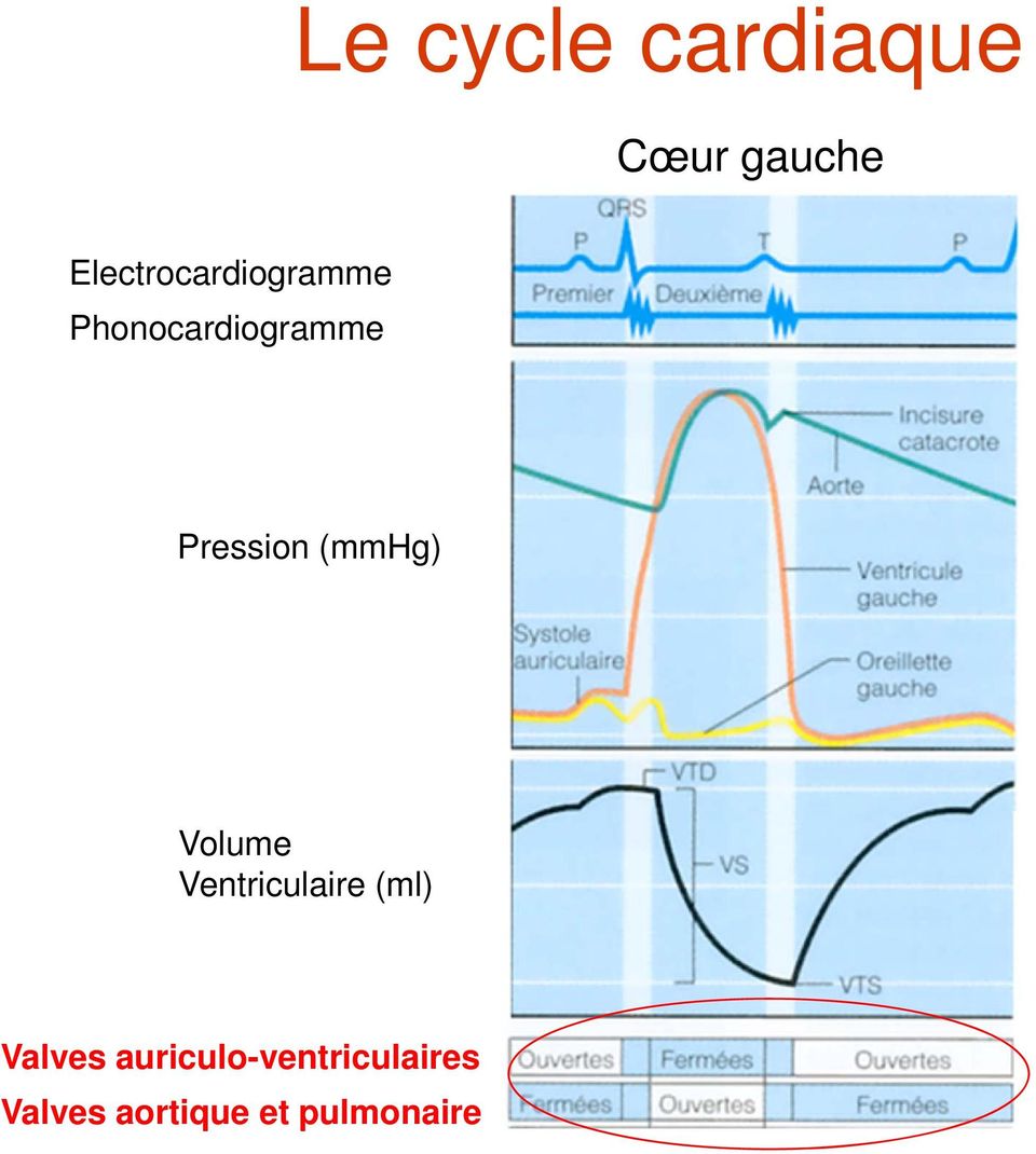 Pression (mmhg) Volume Ventriculaire (ml)