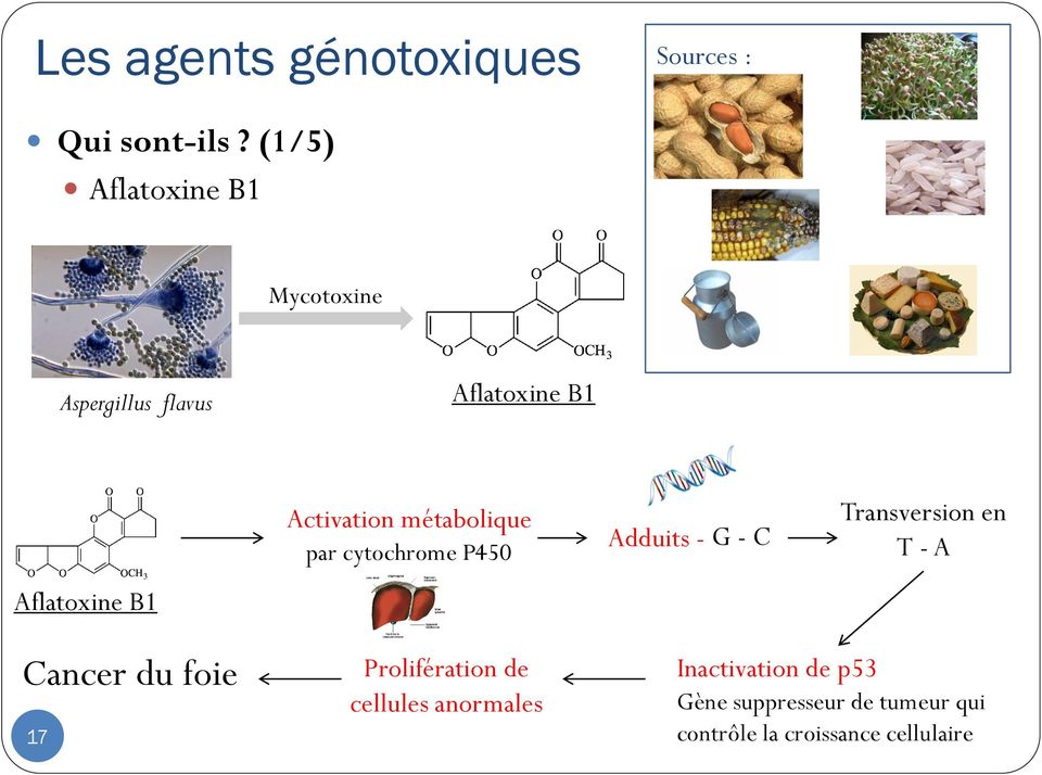 Activation métabolique par cytochrome P450 Adduits - G - C Transversion en T - A