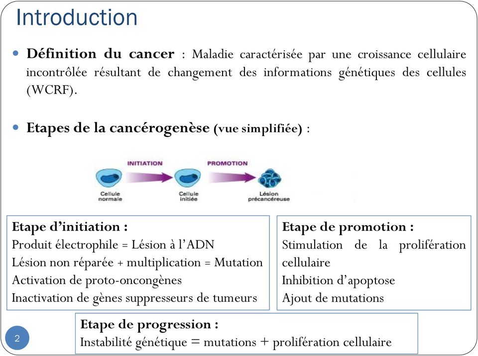 Etapes de la cancérogenèse (vue simplifiée) : Etape d initiation : Produit électrophile = Lésion à l ADN Lésion non réparée + multiplication =