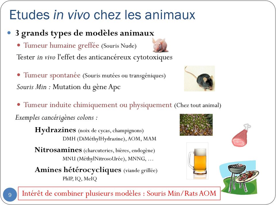 tout animal) Exemples cancérigènes colons : Hydrazines (noix de cycas, champignons) DMH (DiMéthylHydrazine), AOM, MAM Nitrosamines (charcuteries,