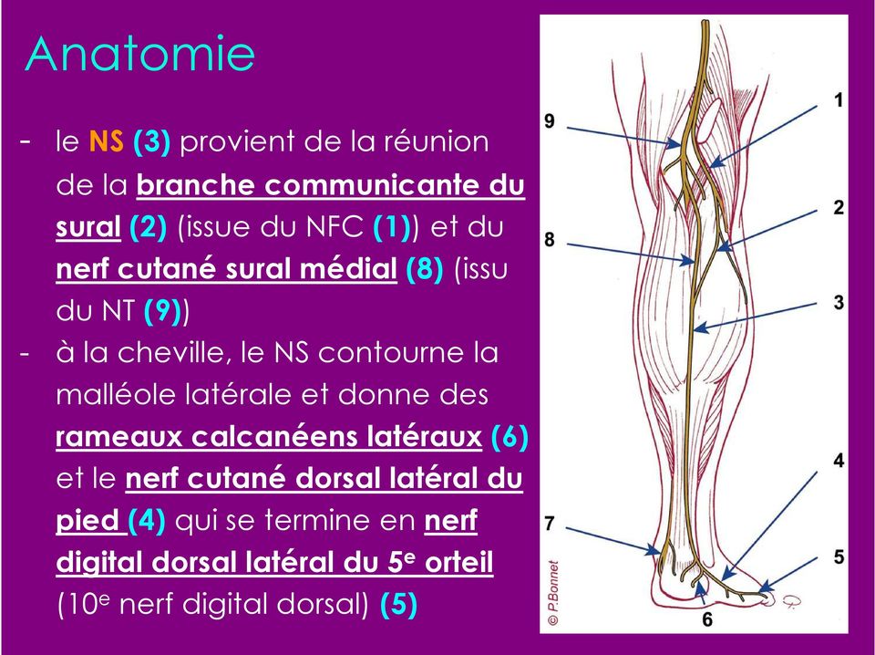 malléole latérale et donne des rameaux calcanéens latéraux (6) et le nerf cutané dorsal latéral