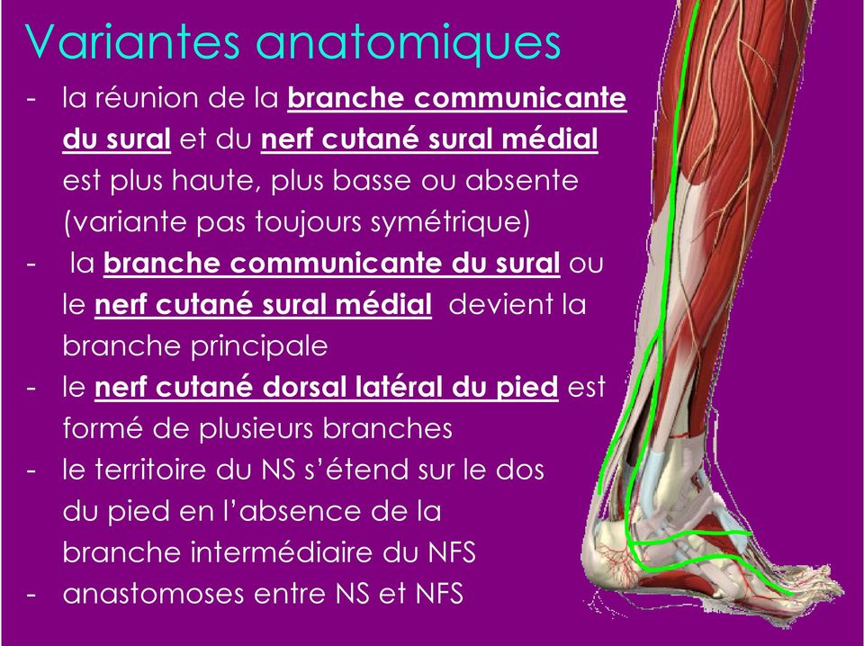 médial devient la branche principale - le nerf cutané dorsal latéral du pied est formé de plusieurs branches - le