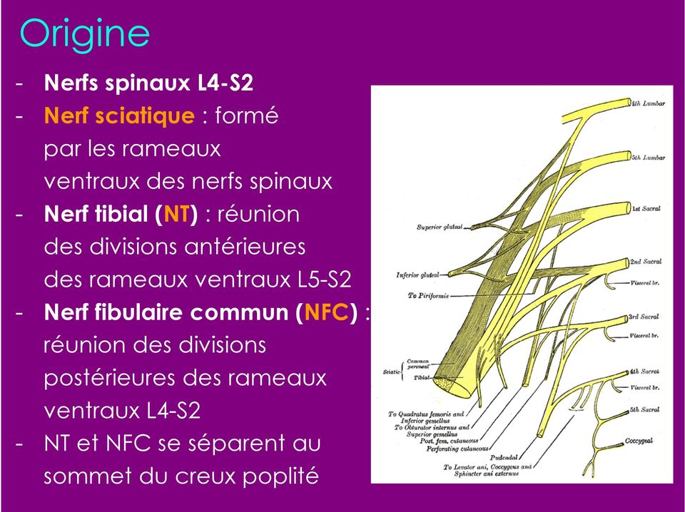 rameaux ventraux L5-S2 - Nerf fibulaire commun (NFC) : réunion des divisions