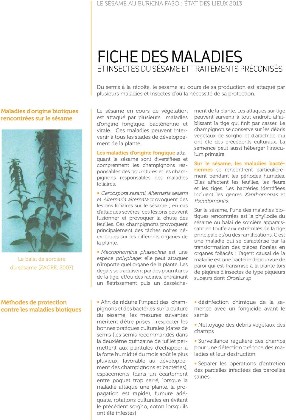 Maladies d origine biotiques rencontrées sur le sésame Le balai de sorcière du sésame (ZAGRE, 2007) Le sésame en cours de végétation est attaqué par plusieurs maladies d origine fongique, bactérienne