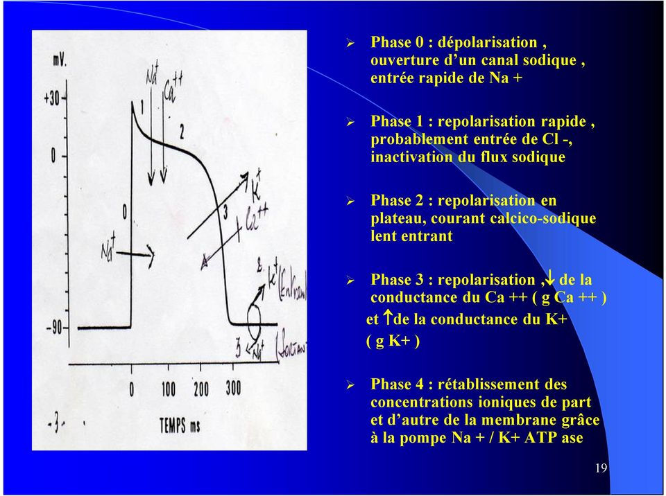 calcico-sodique lent entrant Phase 3 : repolarisation, de la conductance du Ca ++ ( g Ca ++ ) et de la conductance
