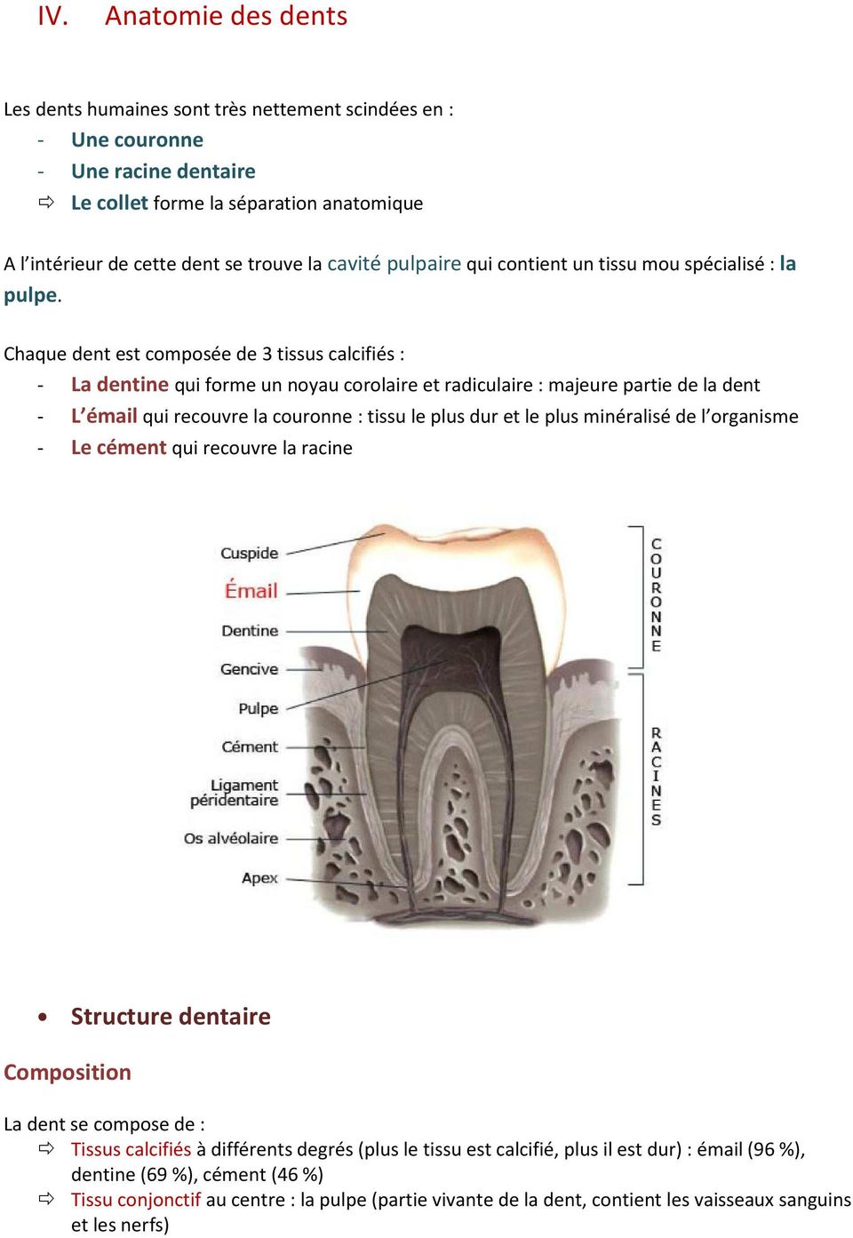 Chaque dent est composée de 3 tissus calcifiés : - La dentine qui forme un noyau corolaire et radiculaire : majeure partie de la dent - L émail qui recouvre la couronne : tissu le plus dur et le plus