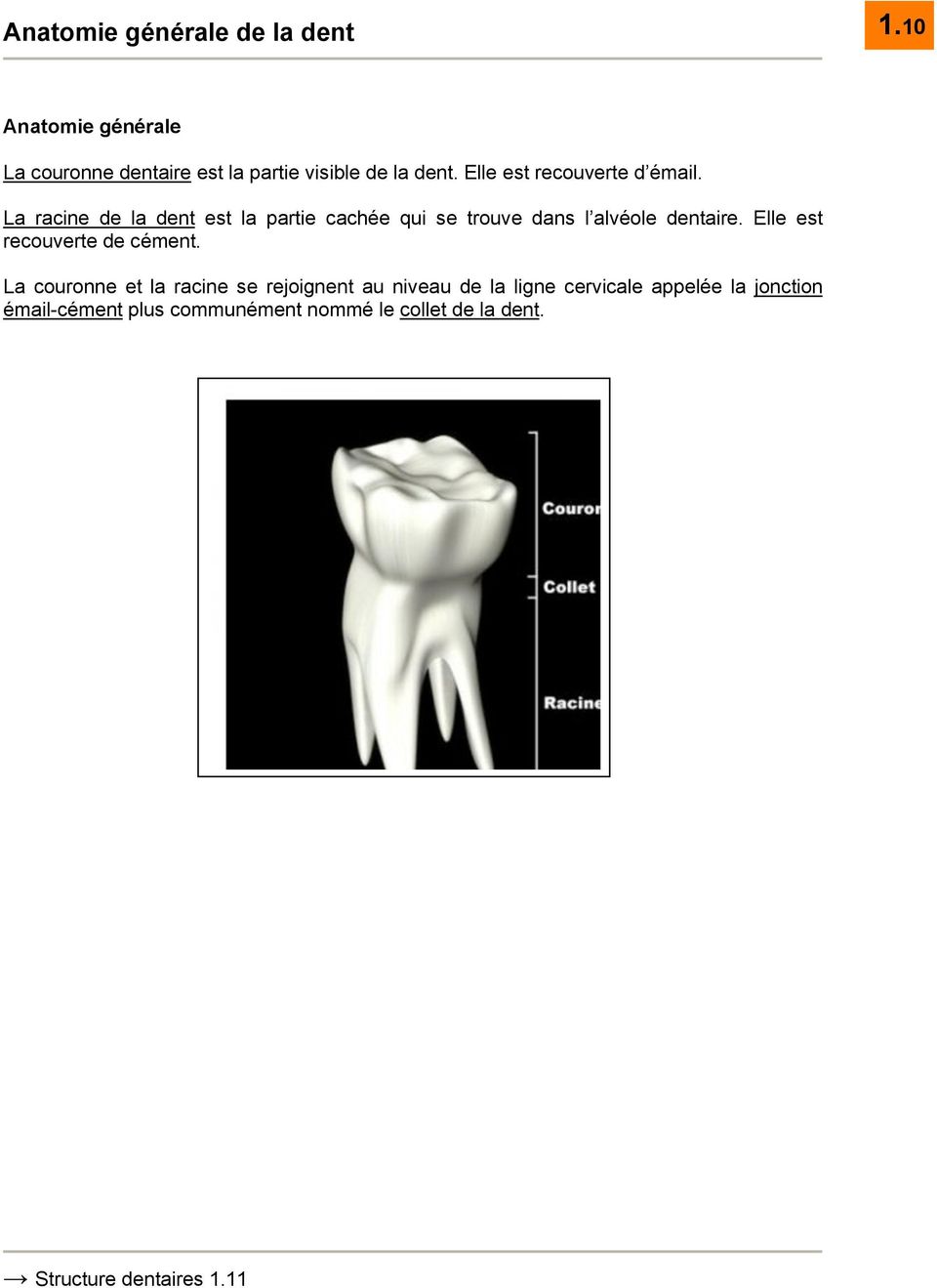 La racine de la dent est la partie cachée qui se trouve dans l alvéole dentaire.
