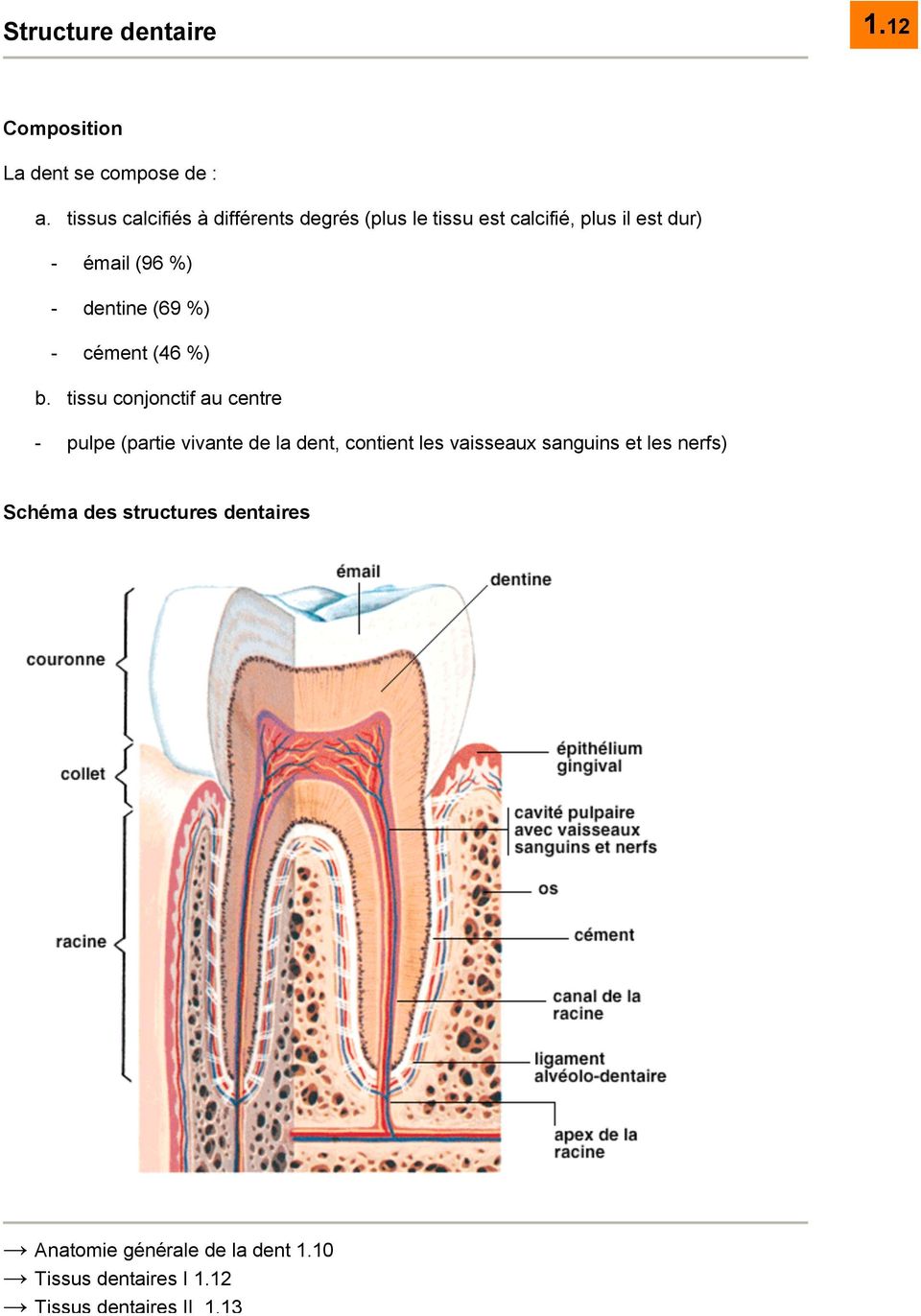 dentine (69 %) - cément (46 %) b.