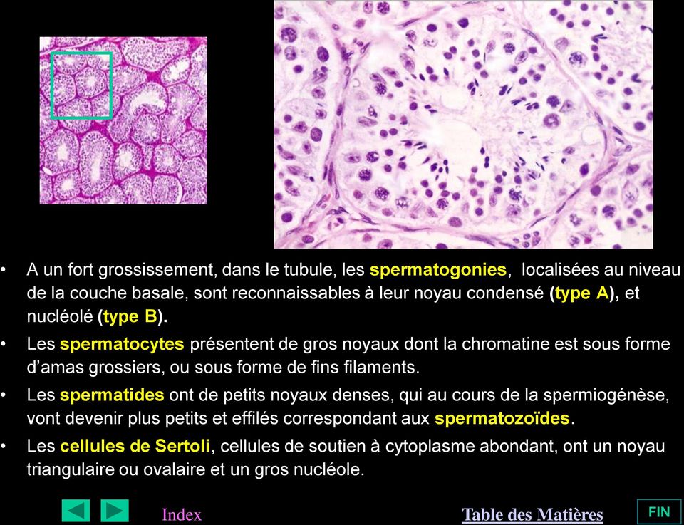 Les spermatocytes présentent de gros noyaux dont la chromatine est sous forme d amas grossiers, ou sous forme de fins filaments.