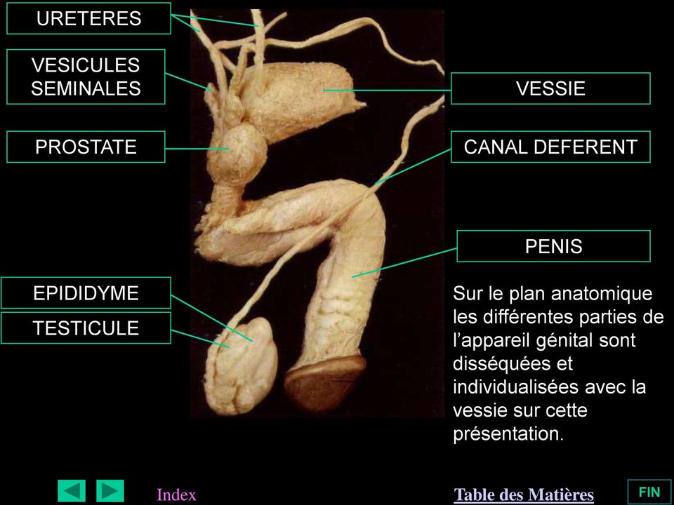 anatomique les différentes parties de l appareil génital