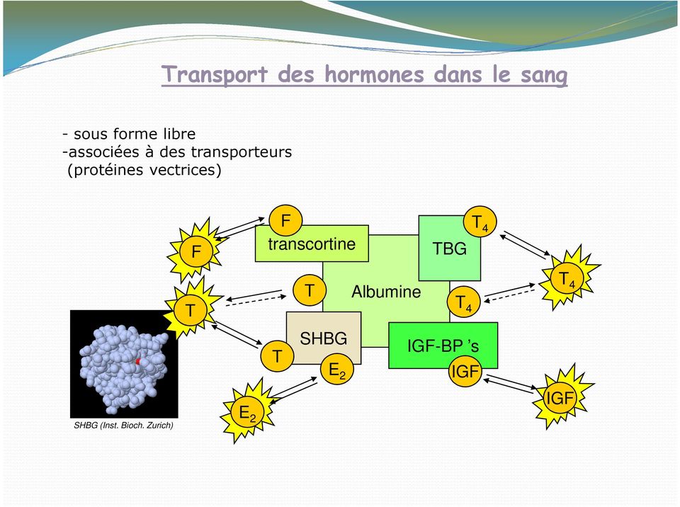 vectrices) F F T 4 transcortine TBG T T Albumine T 4