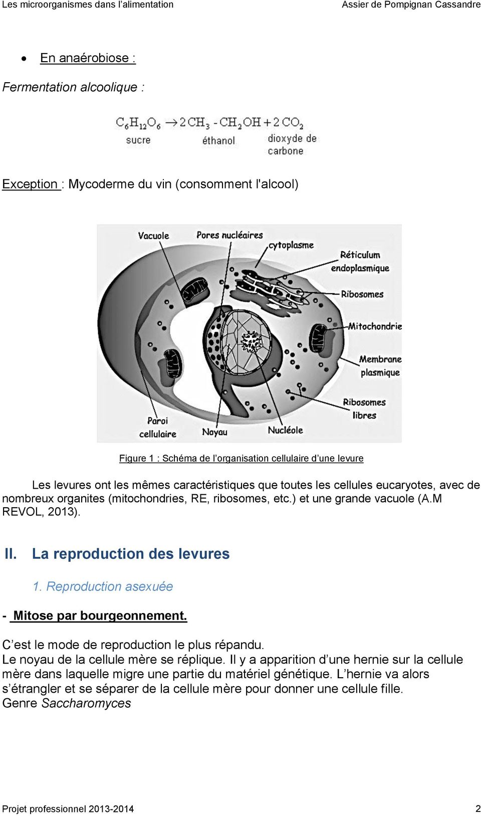 La reproduction des levures 1. Reproduction asexuée - Mitose par bourgeonnement. C est le mode de reproduction le plus répandu. Le noyau de la cellule mère se réplique.