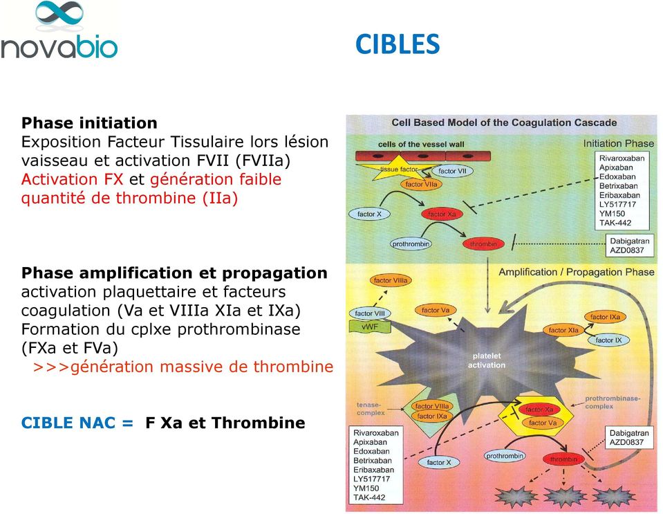propagation activation plaquettaire et facteurs coagulation (Va et VIIIaXIaet IXa) Formation