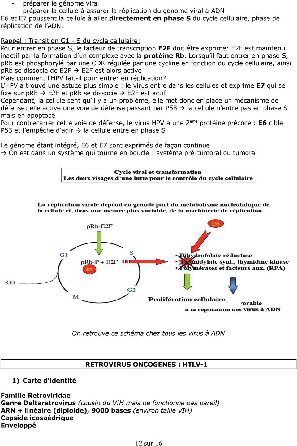 Rappel : Transition G1 - S du cycle cellulaire: Pour entrer en phase S, le facteur de transcription E2F doit être exprimé: E2F est maintenu inactif par la formation d un complexe avec la protéine Rb.